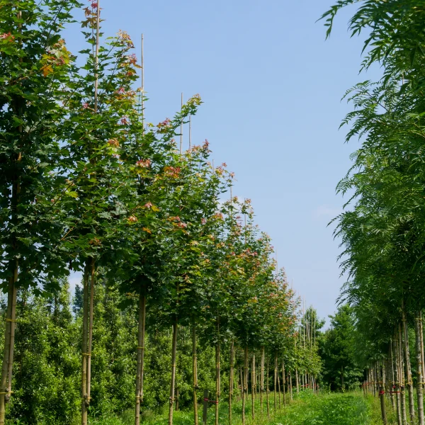 Acer truncatum PACIFIC SUNSET ('Warrenred') – jilm habrolistý 'Sarniensis'