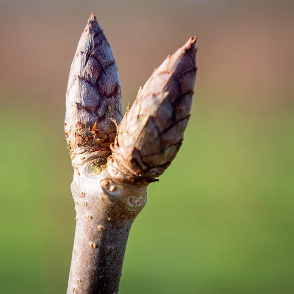 Aesculus glabra 'April Wine' – jírovec lysý 'April Wine'