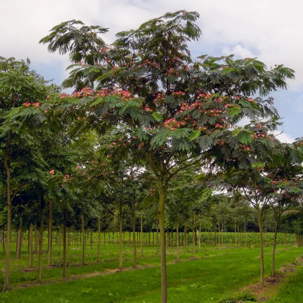 Albizia julibrissin – albízie růžová