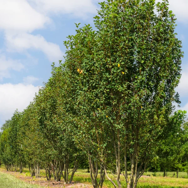 Amelanchier alnifolia 'Obelisk' – muchovník olšolistý 'Obelisk'