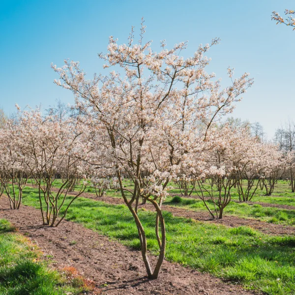 Amelanchier lamarckii – muchovník Lamarckův