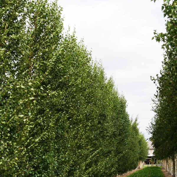 Betula pendula FASTIGIATA JOES ('Jolep1') – bříza bělokorá FASTIGIATA JOES ('Jolep1')