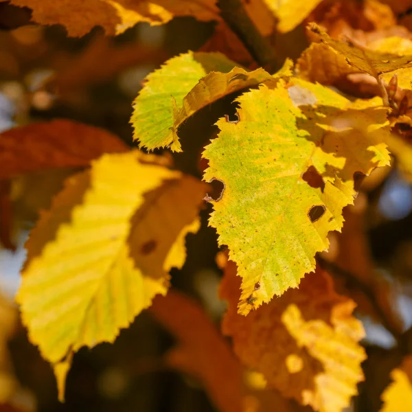 Carpinus betulus – habr obecný