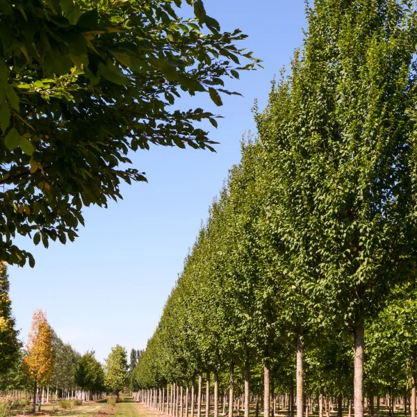 Carpinus betulus 'Lucas' – habr obecný 'Lucas'
