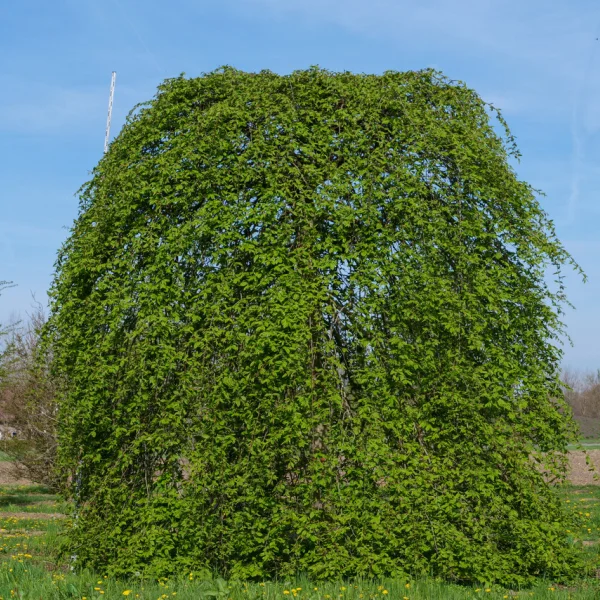 Carpinus betulus 'Pendula' – habr obecný 'Pendula'