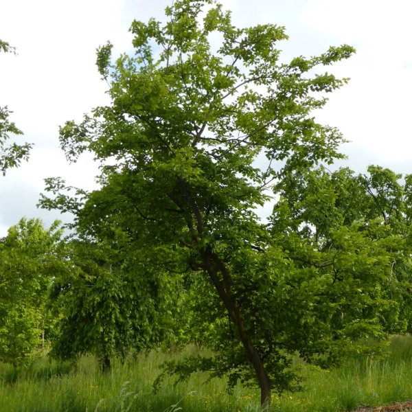 Carpinus coreana – habr korejský