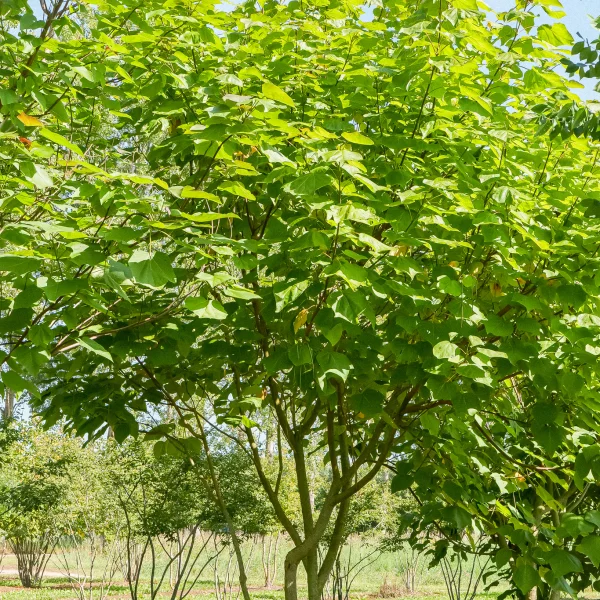 Catalpa ×erubescens 'Purpurea' – katalpa červenající 'Purpurea'
