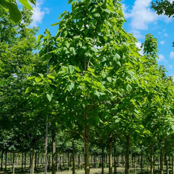 Catalpa speciosa – katalpa nádherná