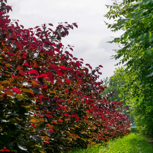 Cercis canadensis 'Merlot' – zmarlika kanadská 'Merlot'