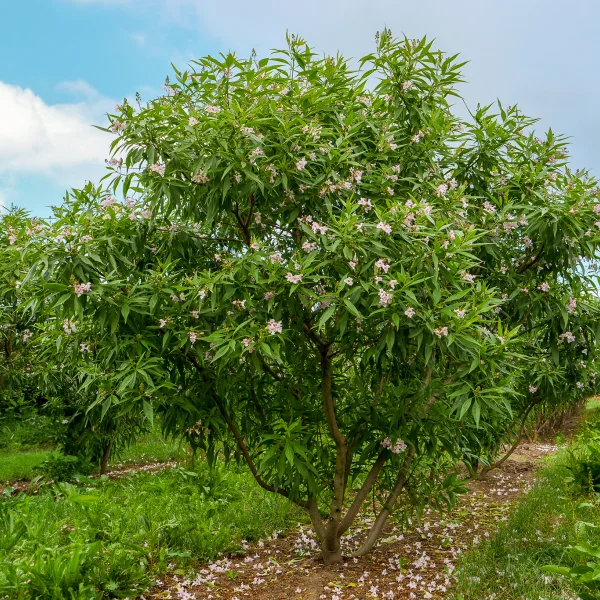 Chitalpa tashkentensis 'Pink Dawn' – Chitalpa tashkentensis 'Pink Dawn'