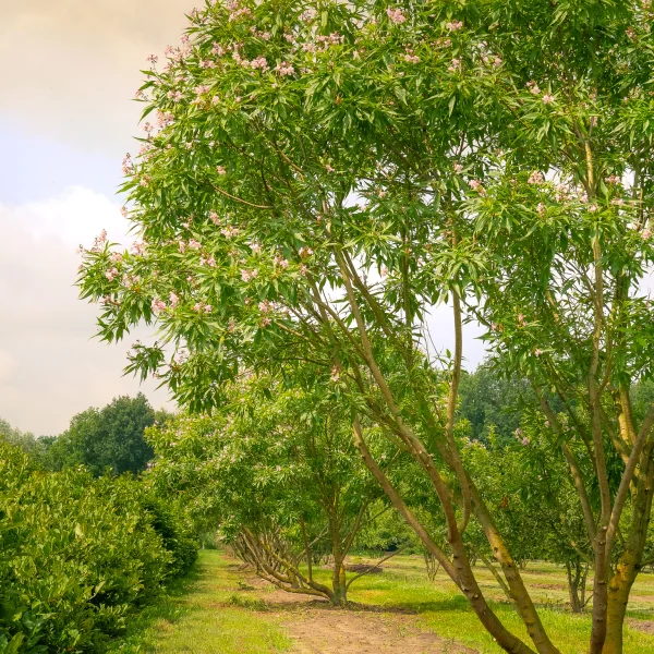 Chitalpa tashkentensis 'Summer Bells' – chitalpa taškentská 'Summer Bells'