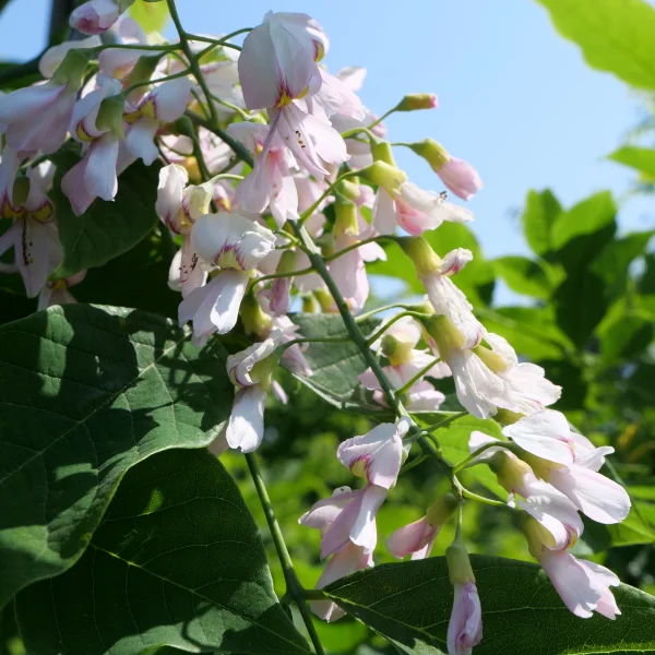 Cladrastis kentukea 'Perkin's Pink' – křehovětvec žlutý 'Perkin's Pink'