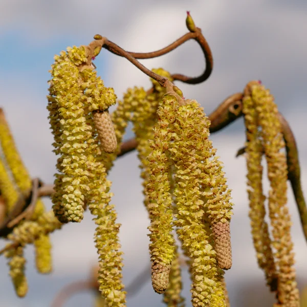 Corylus avellana – líska obecná