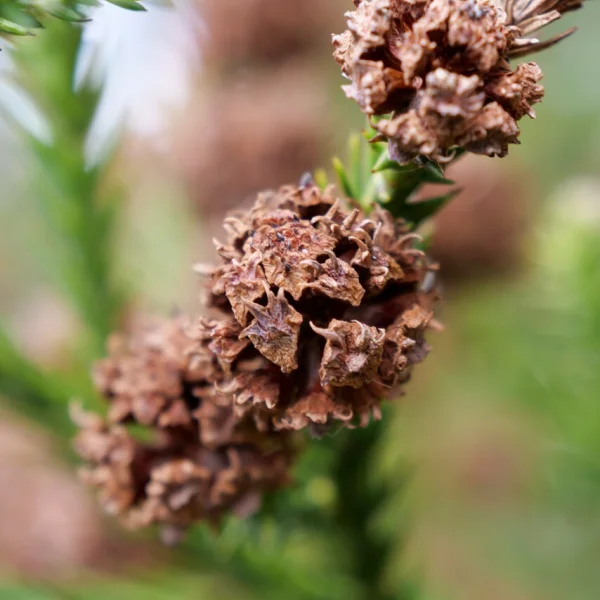 Cryptomeria japonica – kryptomerie japonská