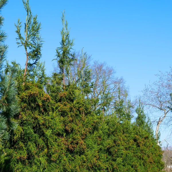 Cryptomeria japonica 'Rasen' – kryptomerie japonská 'Rasen'