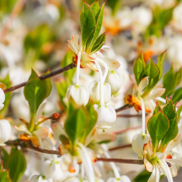 Enkianthus perulatus – datyně japonská