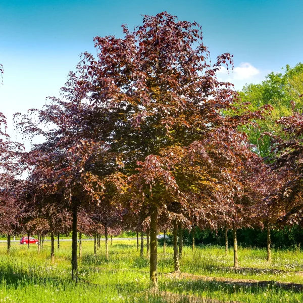 Fagus sylvatica 'Atropunicea' – buk lesní 'Atropunicea'