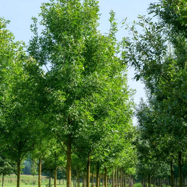 Fraxinus pennsylvanica 'Summit' – jasan pensylvánský 'Summit'