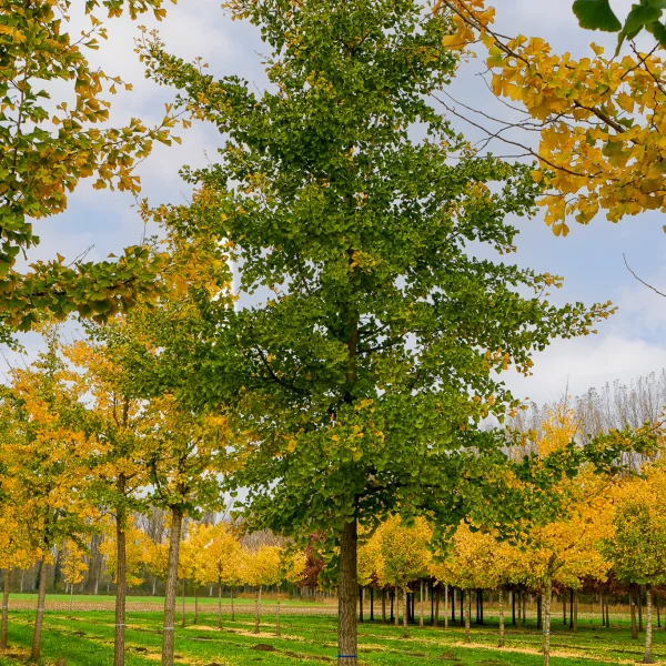 Ginkgo biloba – jinan dvoulaločný