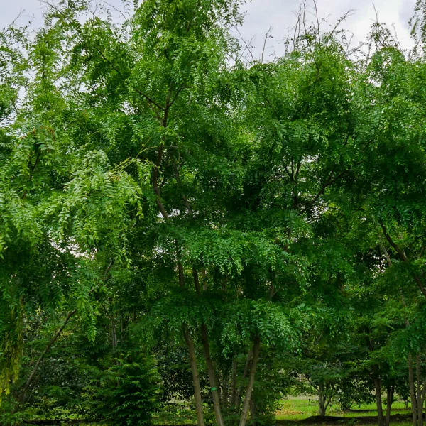 Gleditsia triacanthos 'Green Glory' – dřezovec trojtrnný 'Green Glory'