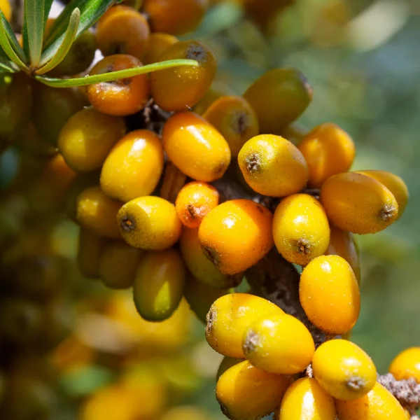 Hippophae rhamnoides 'Leikora' – rakytník řešetlákový 'Leikora'