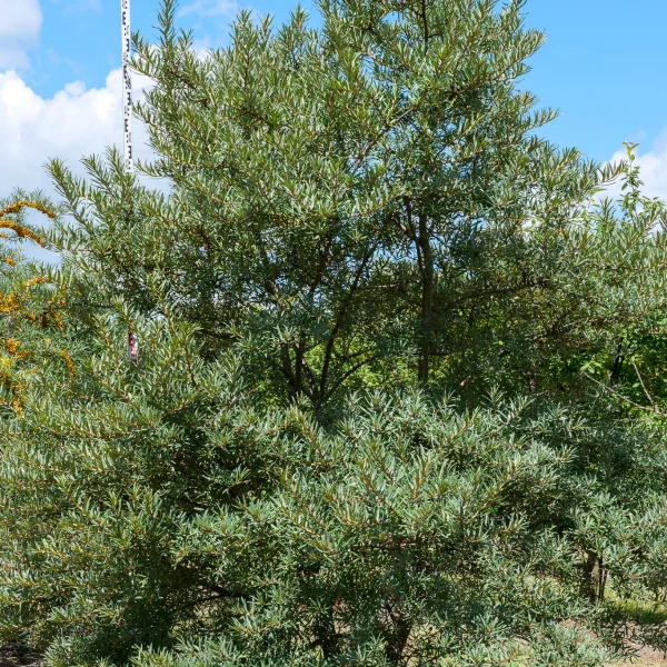 Hippophae rhamnoides 'Pollmix' – rakytník řešetlákový 'Pollmix'