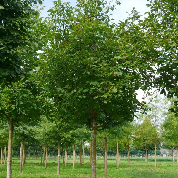 Juglans regia – Ořešák královský