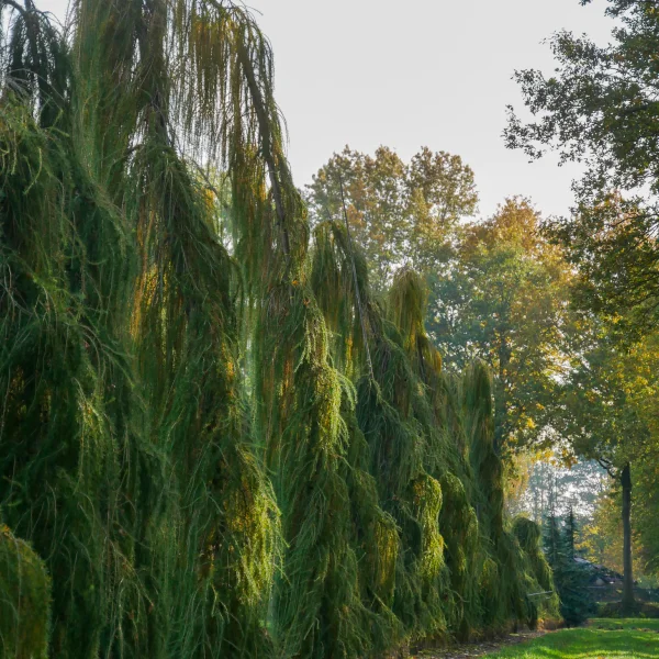 Larix decidua 'Puli' – modřín opadavý 'Puli'