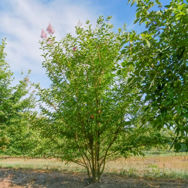 Lagerstroemia indica – pukol okrouhlolistý