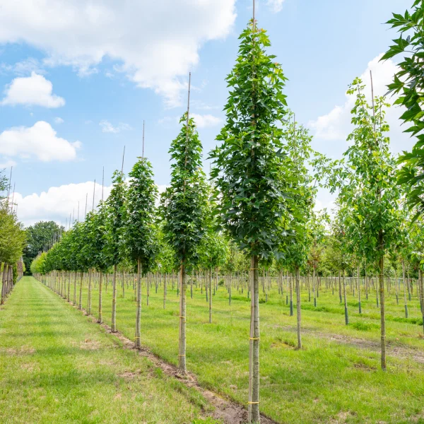 Liquidambar styraciflua 'Oakville Highlight' PBR – ambroň západní 'Oakville Highlight'