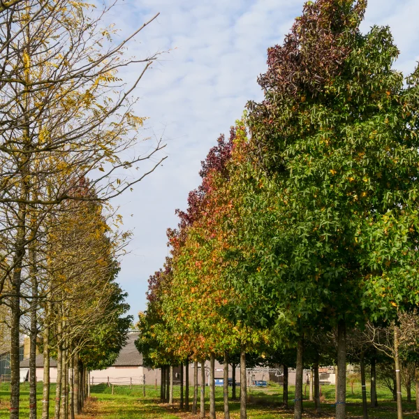 Liquidambar styraciflua – ambroň západní