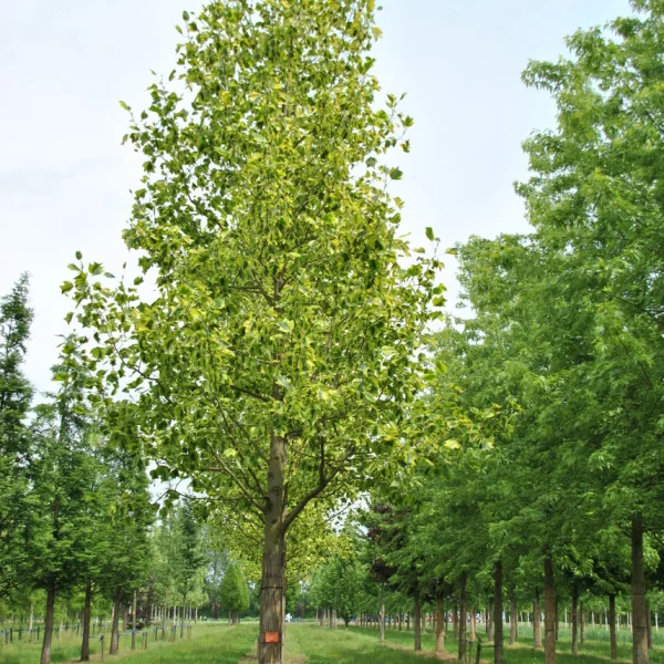 Liriodendron tulipifera 'Aureomarginatum' – liliovník tulipánokvětý 'Aureomarginatum'
