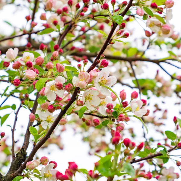 Malus 'Evereste' – Jabloň 'Evereste'