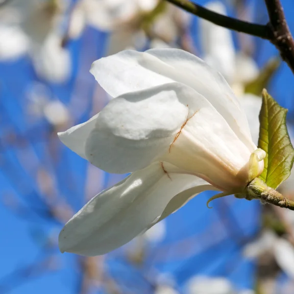 Magnolia kobus – šacholán japonský