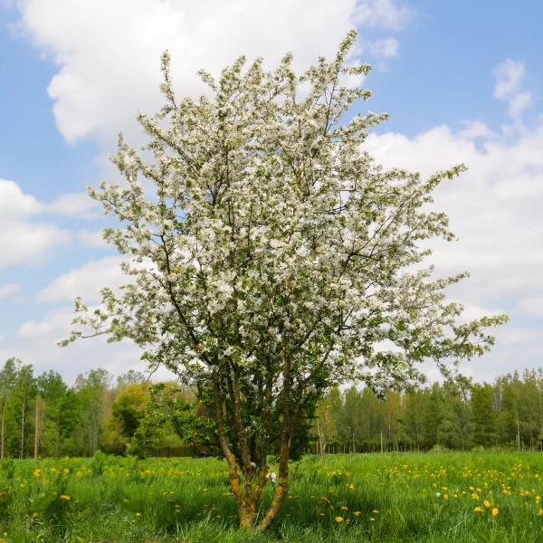Malus 'Red Sentinel' – jabloň 'Red Sentinel'