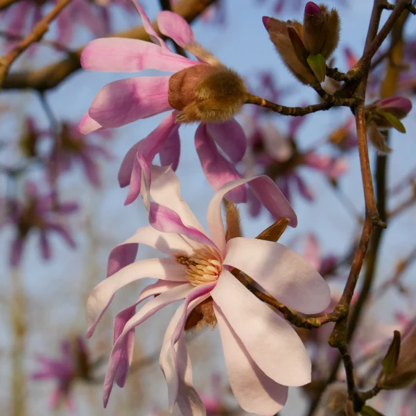 Magnolia stellata 'Rosea' – šácholan hvězdokvětý 'Rosea'