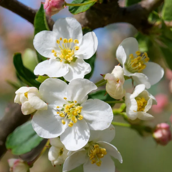 Malus toringo 'Sargent's Elegant' – okrasná jabloň  toringo 'Sargent's Elegant'