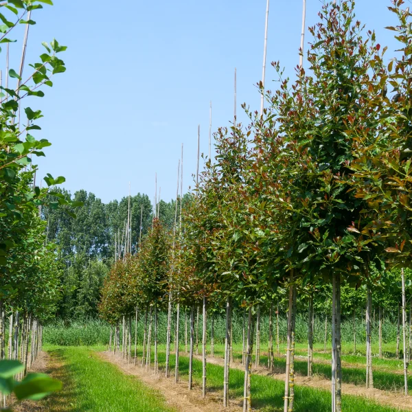 Nyssa sylvatica RED RAGE ('Haymanred') – tupela lesní RED RAGE ('Haymanred')