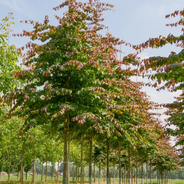 Parrotia persica – parocie perská