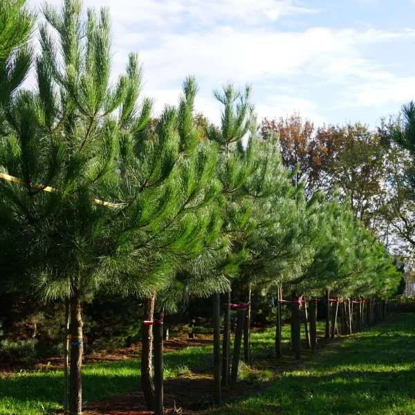 Pinus pinaster – borovice přímořská