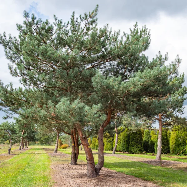 Pinus sylvestris – Borovice lesní