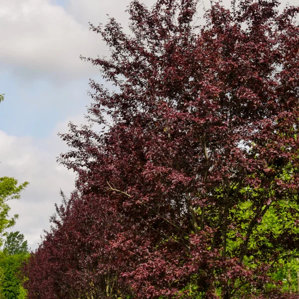 Prunus cerasifera 'Nigra' – slivoň myrobalán 'Nigra'