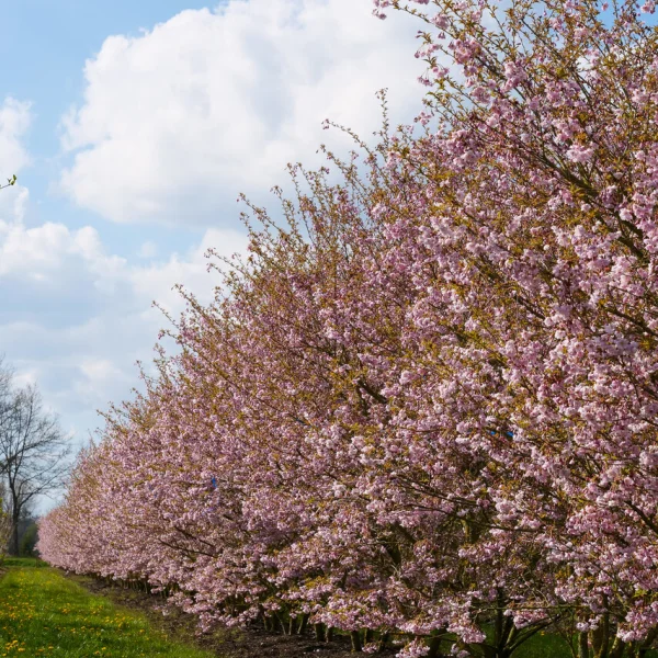 Prunus incisa 'Oshidori' – slivoň vyříznutá 'Oshidori'