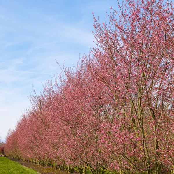 Prunus incisa 'Paean' – slivoň vyříznutá 'Paean'