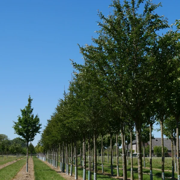 Prunus 'Pandora' – třešeň 'Pandora'
