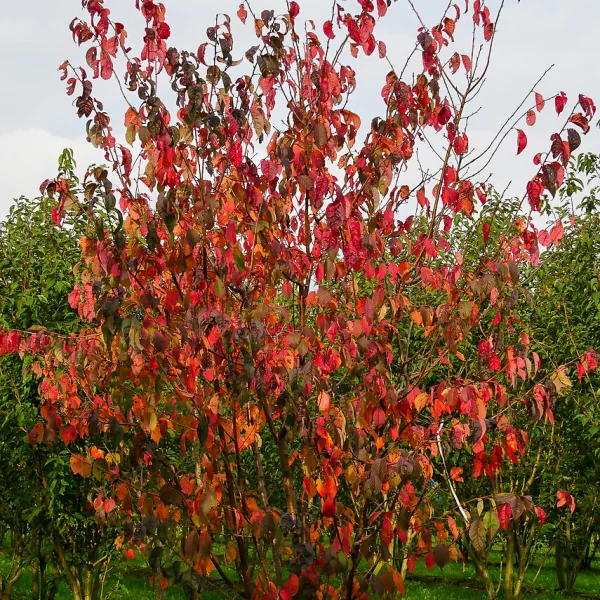Prunus sargentii 'Charles Sargent' – višeň sargentova 'Charles Sargent'