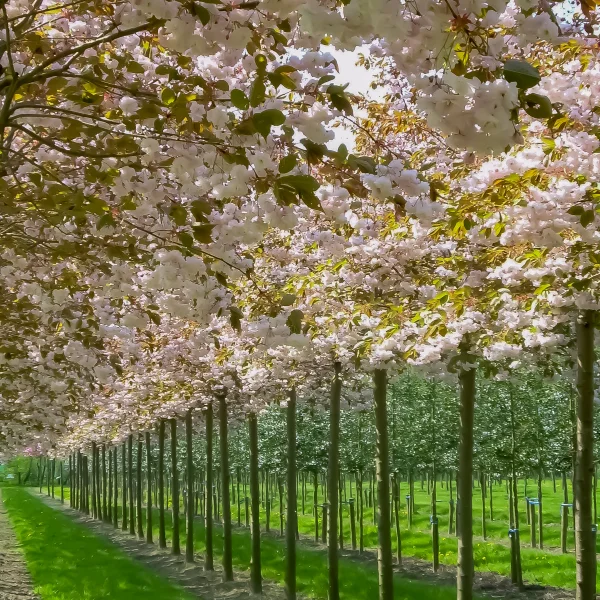 Prunus serrulata 'Fugenzo' – slivoň pilovitá 'Fugenzo'