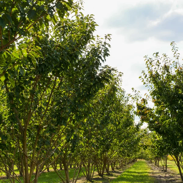 Prunus serrulata 'Kanzan' – višeň pilovitá 'Kanzan'