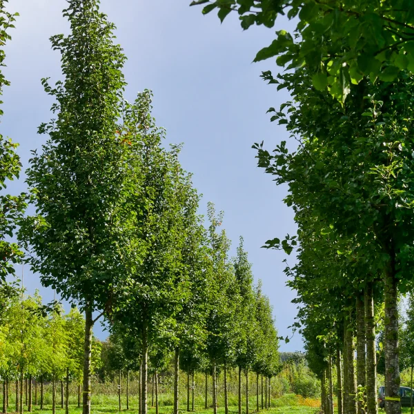 Pyrus calleryana 'Chanticleer' – hrušeň Calleryova 'Chanticleer'