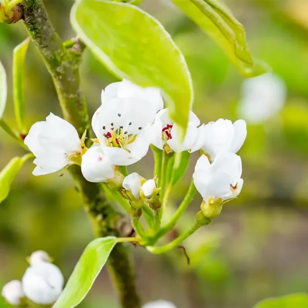 Pyrus communis 'Peradel' – hrušeň obecná 'Peradel'